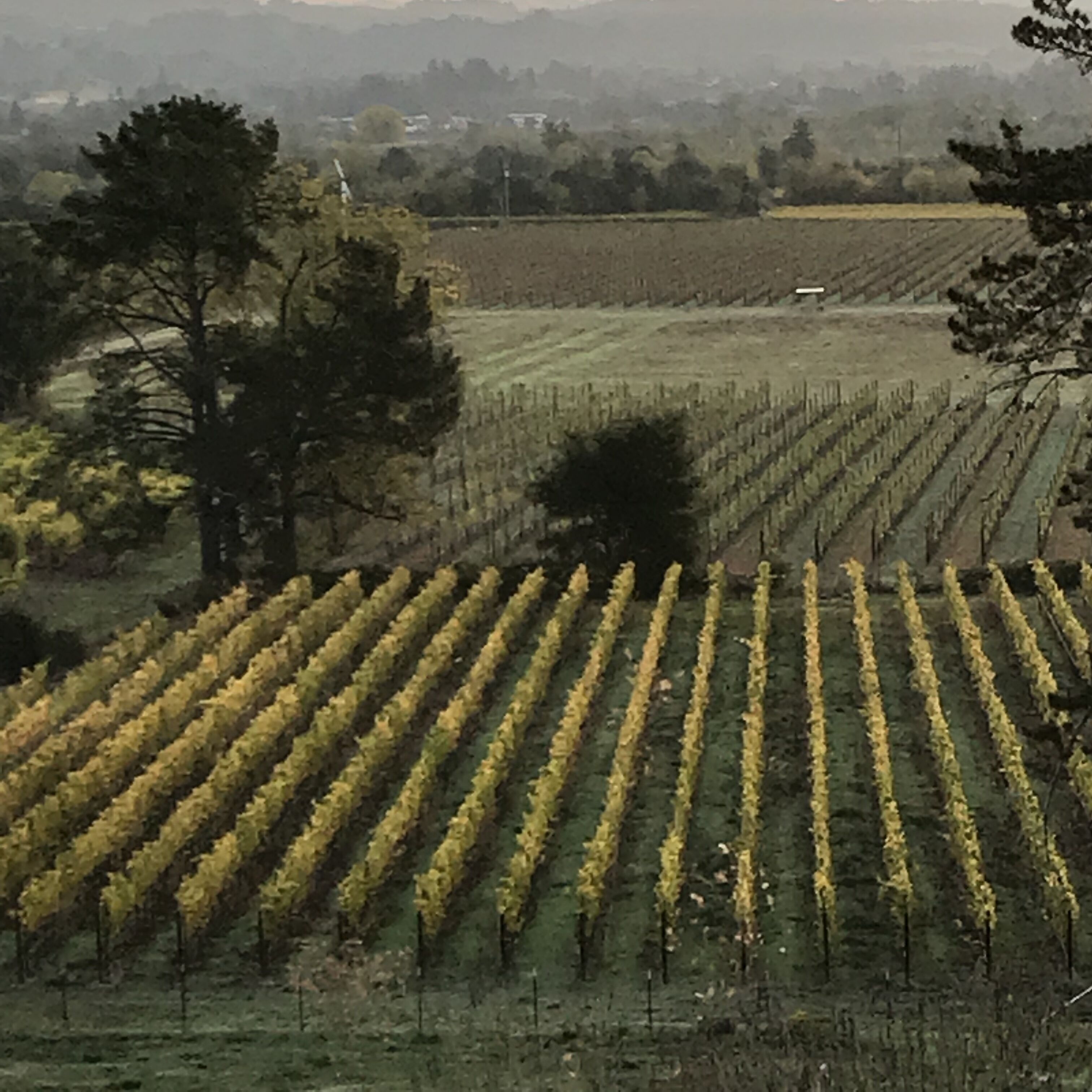 Un vignoble avec des rangées de vignes.