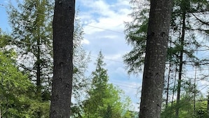 Un sendero entre dos árboles grandes en un bosque, con un césped y una pequeña mesa con sillas.