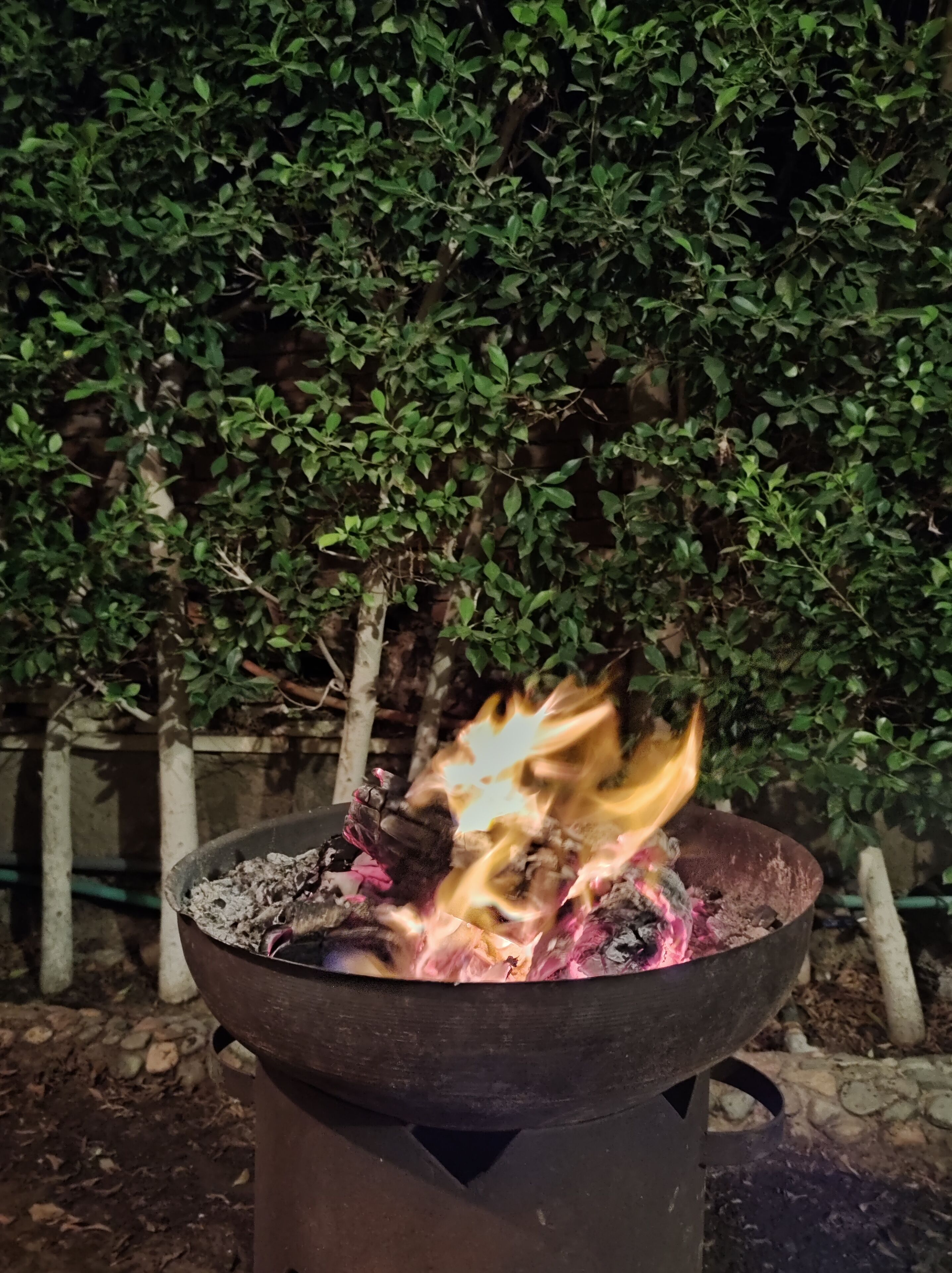 A metal fire pit with flames, surrounded by a hedge and a stone wall.
