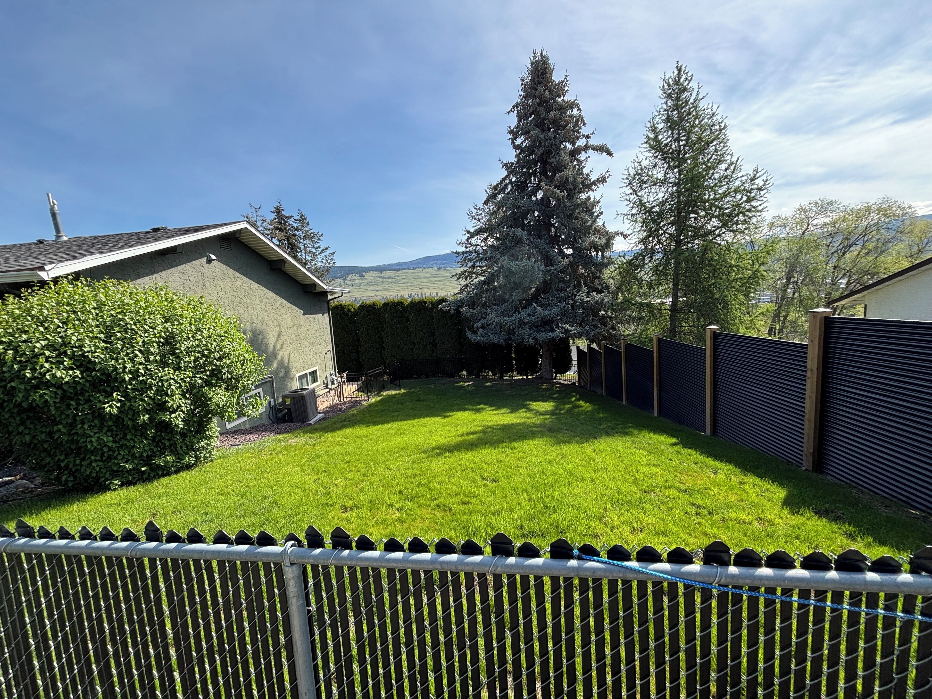 A residential backyard with a lawn, a tall evergreen tree, a metal fence, and a house with a sloped roof.
