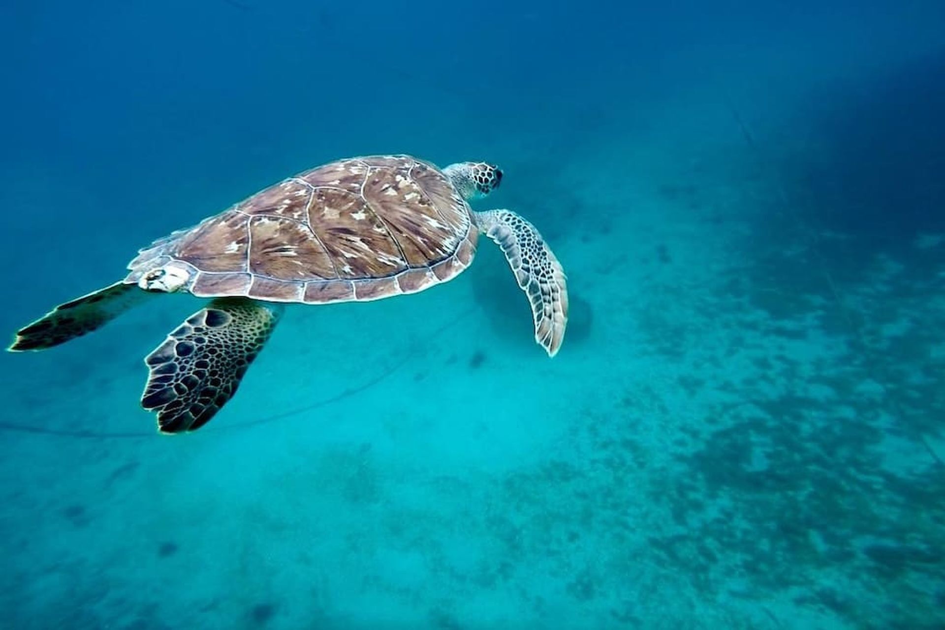 Una tortuga marina nadando en agua azul cristalina.