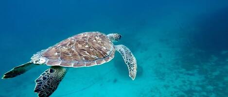 Una tortuga marina nadando en agua azul cristalina.