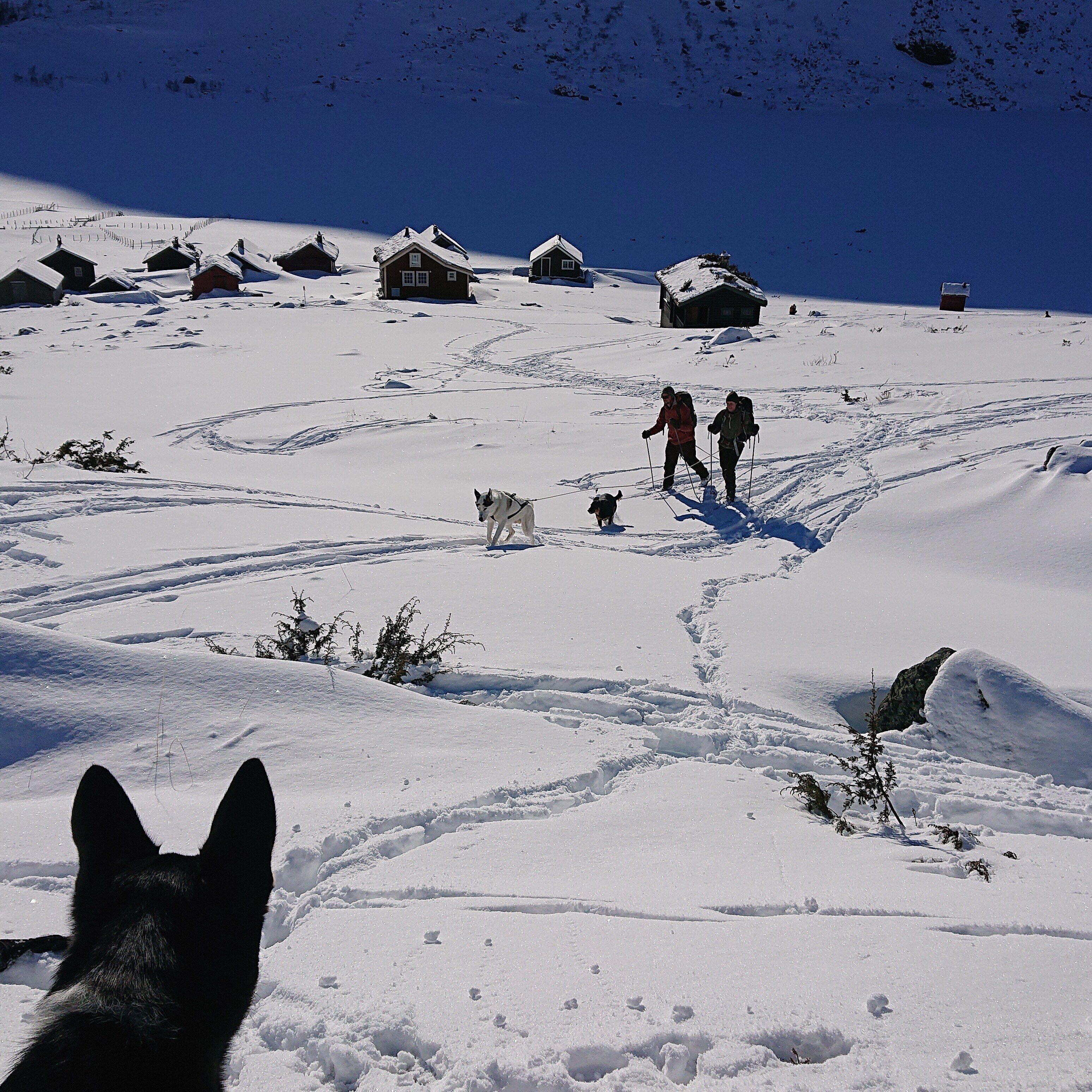 A snowy landscape with several small cabins and a dog in the foreground.