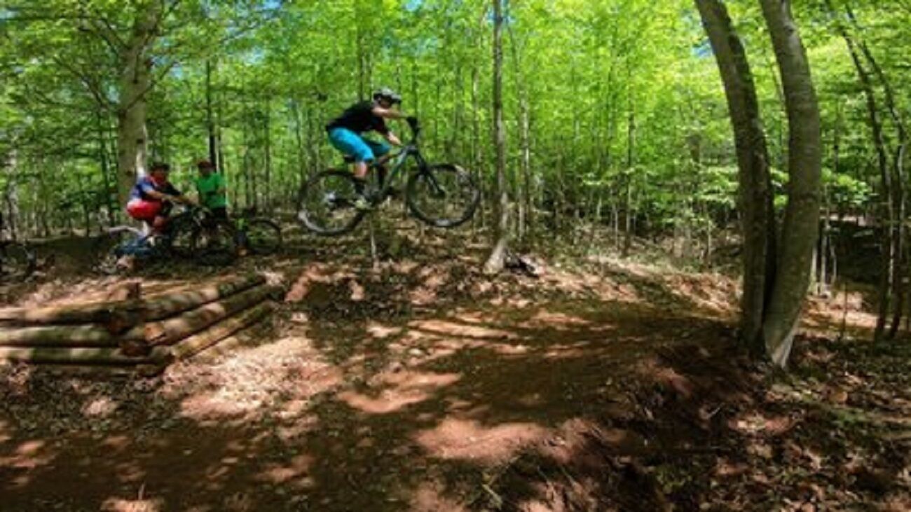 A forested area with a dirt path and a wooden ramp.