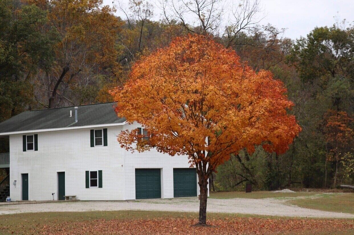 A white building with a green garage door, surrounded by trees with autumn foliage.