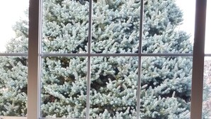 A window with frosted glass panes and a view of a snow-covered tree outside. - Charming and Convenient! No cleaning fee. Sleeps 6. (Anaconda)