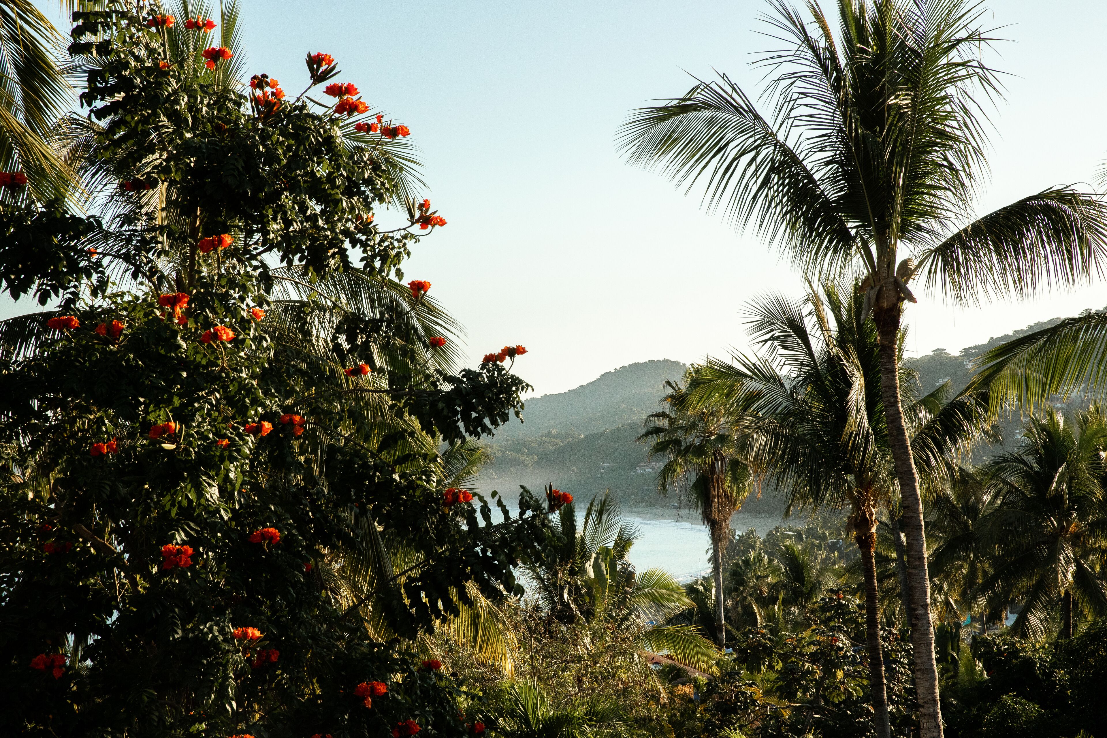 Un paisaje tropical con palmeras y flores rojas.