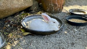 Un lapin blanc sur une plaque métallique, avec de la nourriture à proximité, entouré de rochers et de plantes.