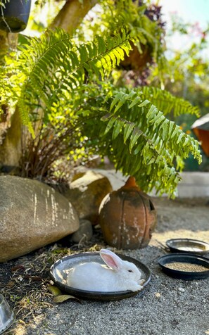 Pet-friendly - Madie's Place (Santa Rosa)