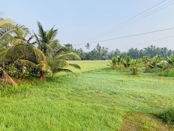 Utsikt från boendet