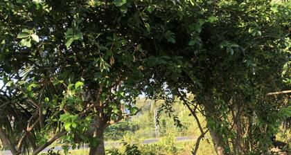 Thanh Tan Guesthouse