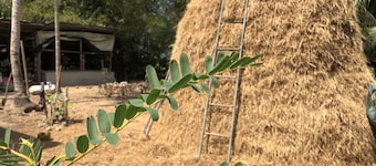 Thanh Tan Guesthouse