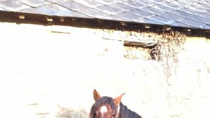 A horse standing in a grassy area with a stone wall and a building in the background. - Chambres d'hotes la Merais (Marsac-sur-Don)