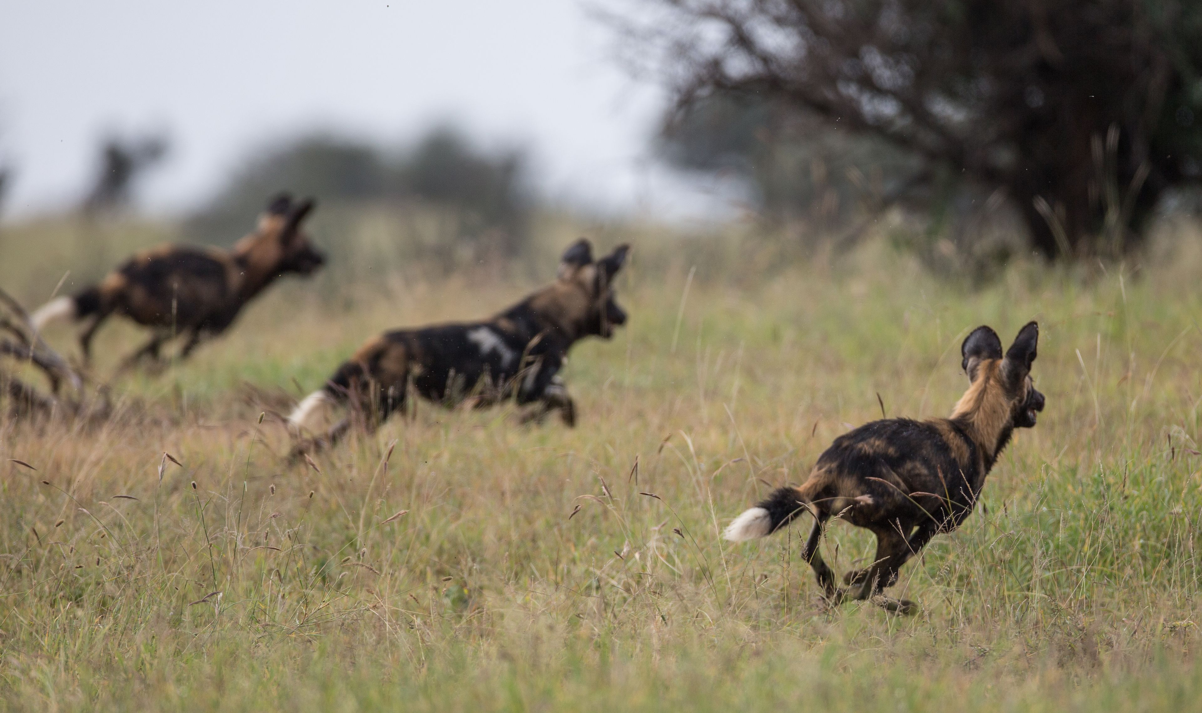 A group of wild dogs running in a grassy field.