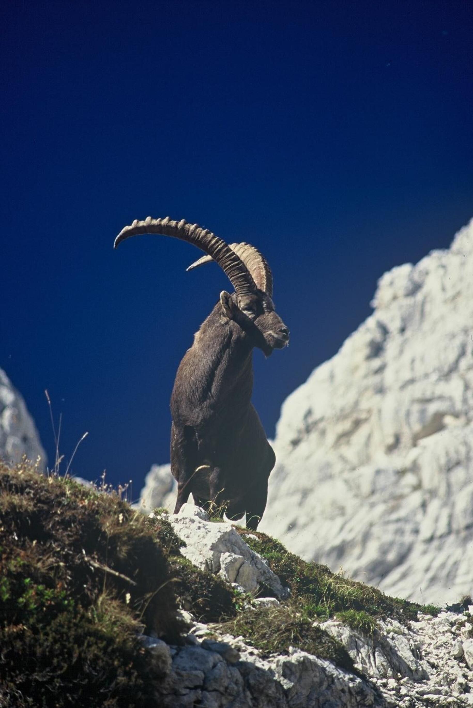 Una cabra montesa sobre un saliente rocoso, con un cielo azul despejado al fondo.
