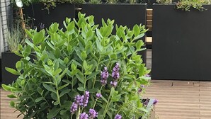 Solterrasse