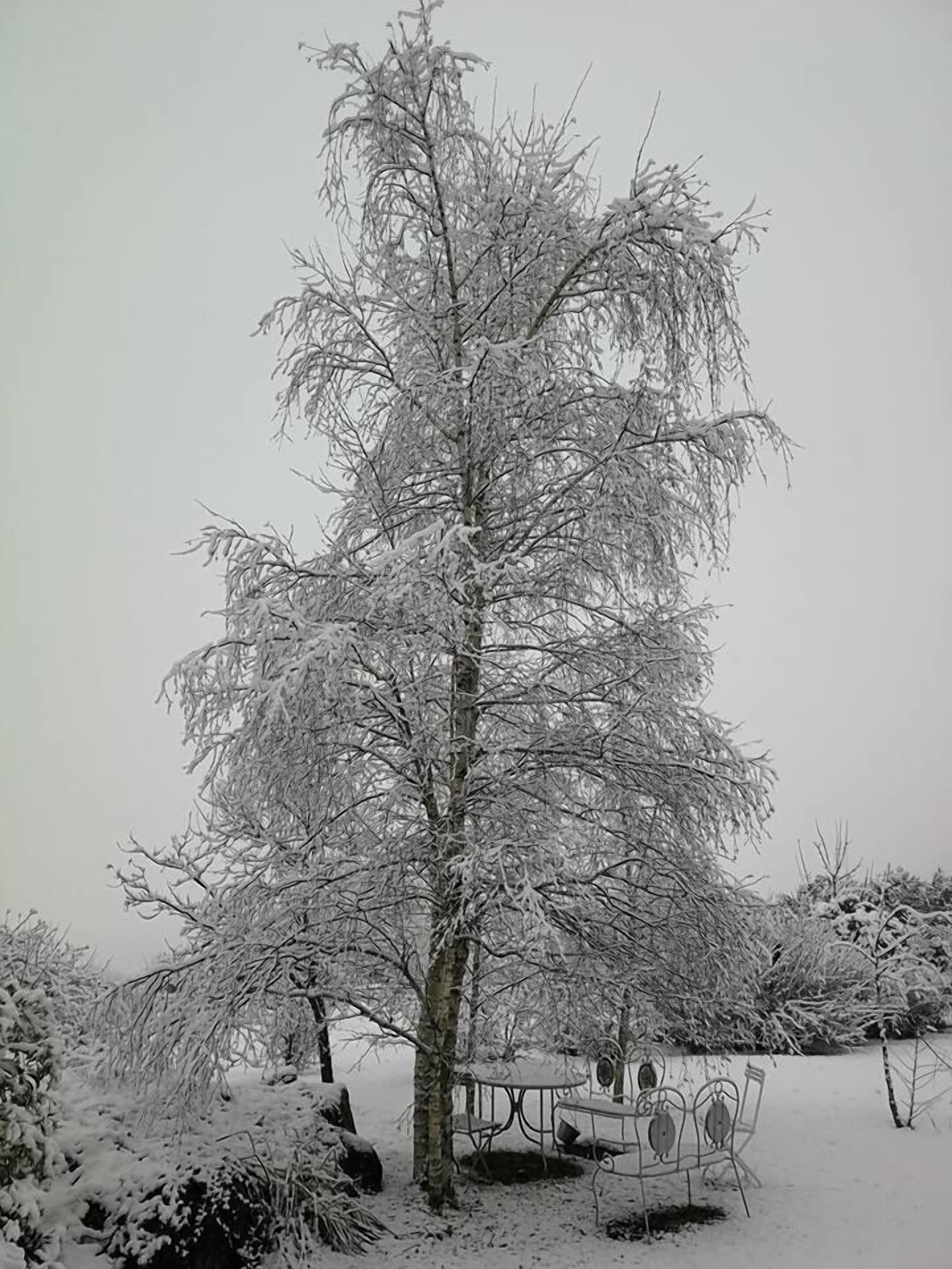 A snow-covered tree in a garden with a metal table and chairs.