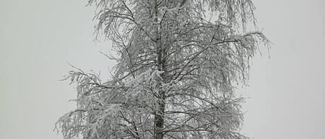 A snow-covered tree in a garden with a metal table and chairs.