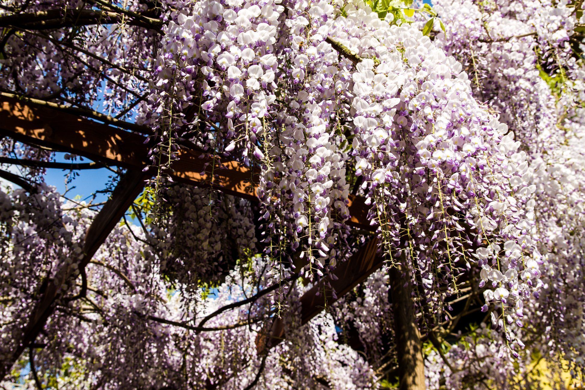 A dense cluster of white and purple wisteria flowers hanging from a wooden structure.