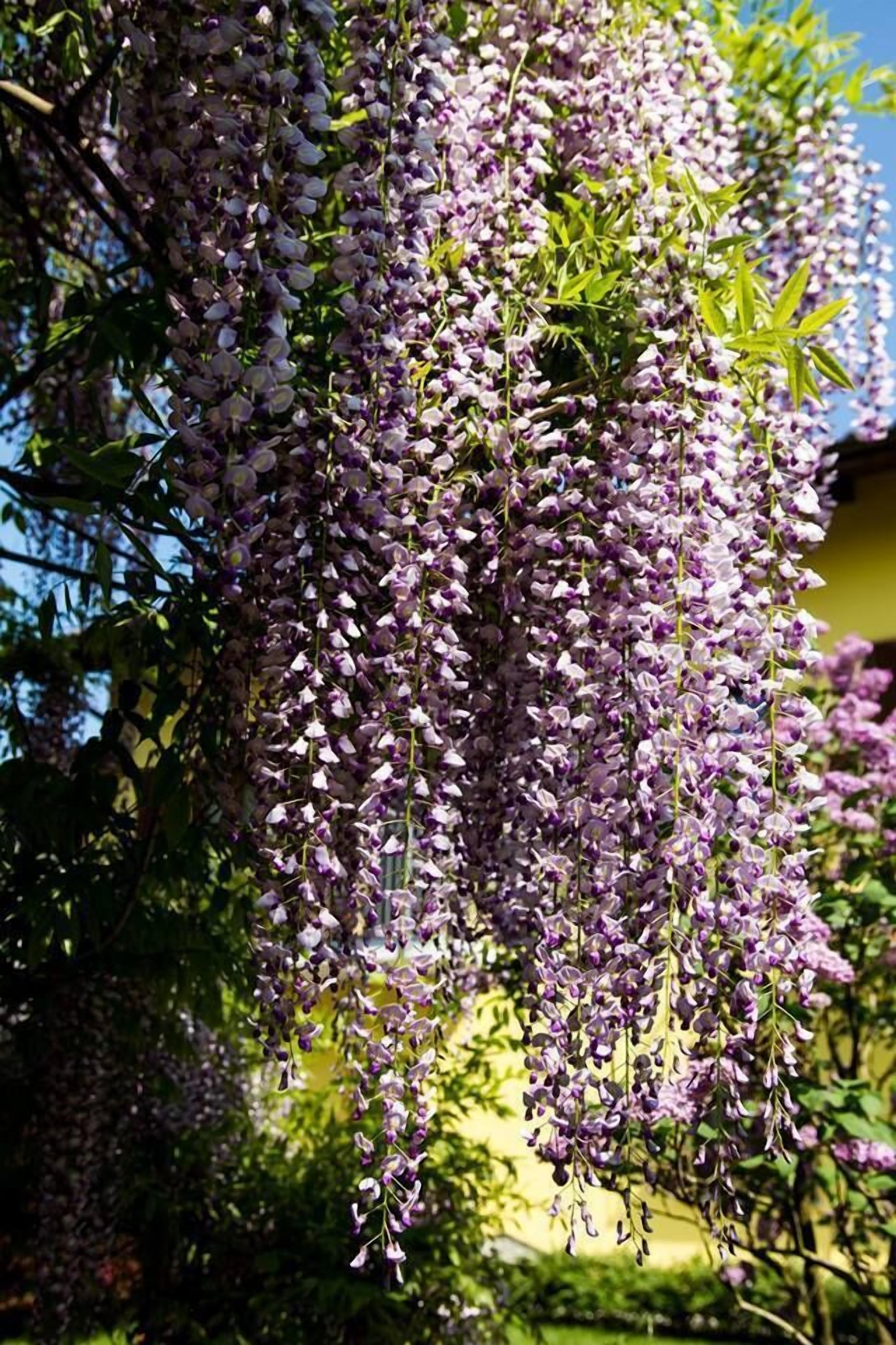 A wisteria plant with hanging purple flowers.