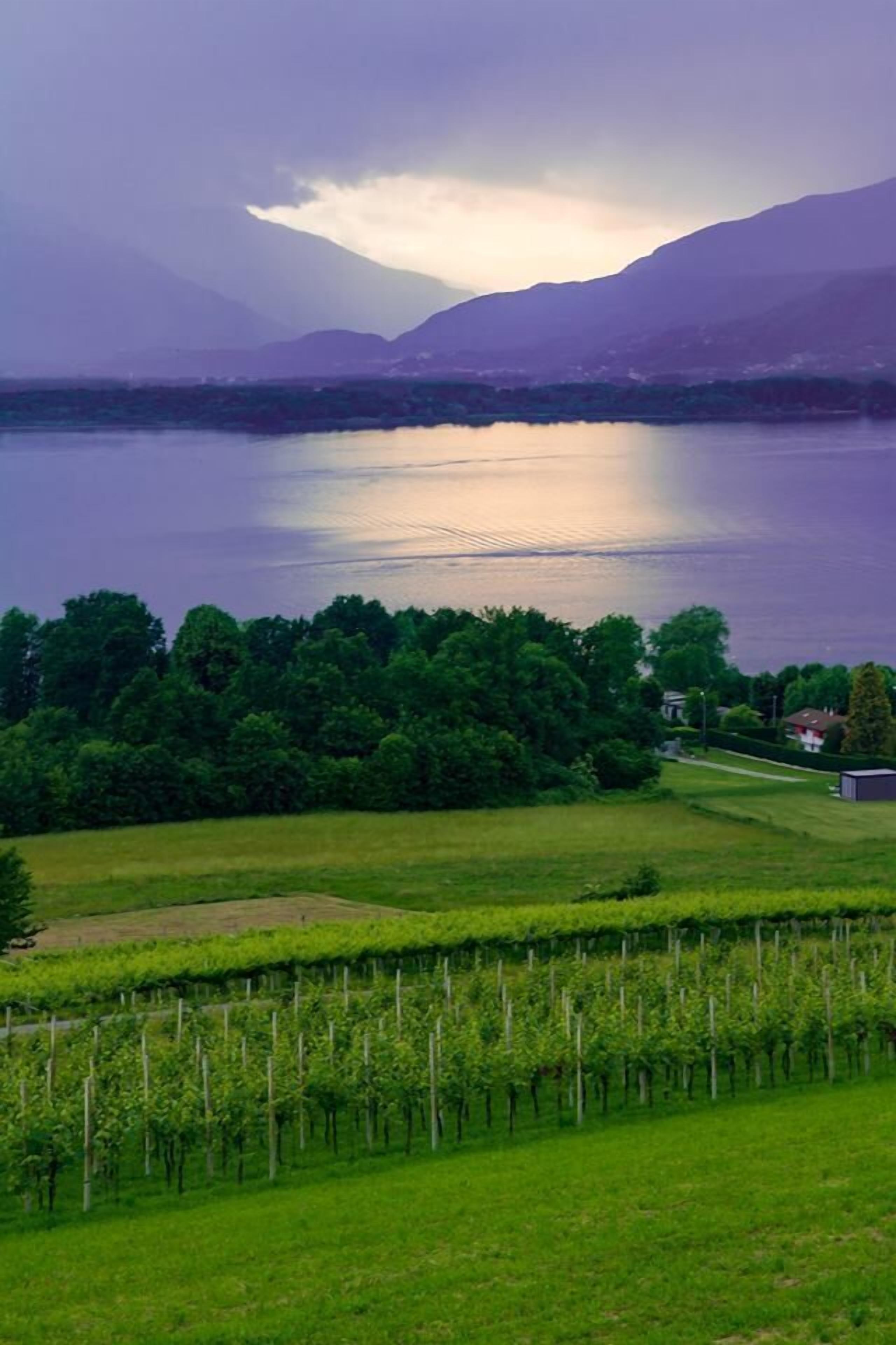 A vineyard with rows of grapevines and a lake in the background.