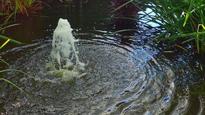 Un giardino con uno stagno, diverse piante e una struttura in legno soprastante.
