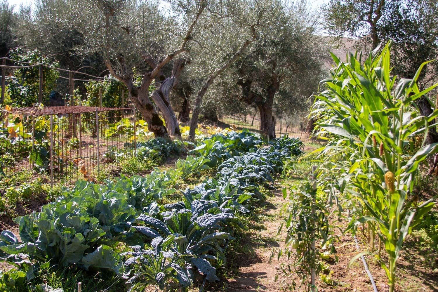 Un jardín con hileras de verduras de hoja, una cerca de alambrido y olivos al fondo.
