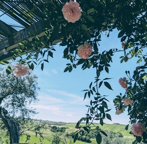 Land view from property - Podere Spedalone (Pienza)