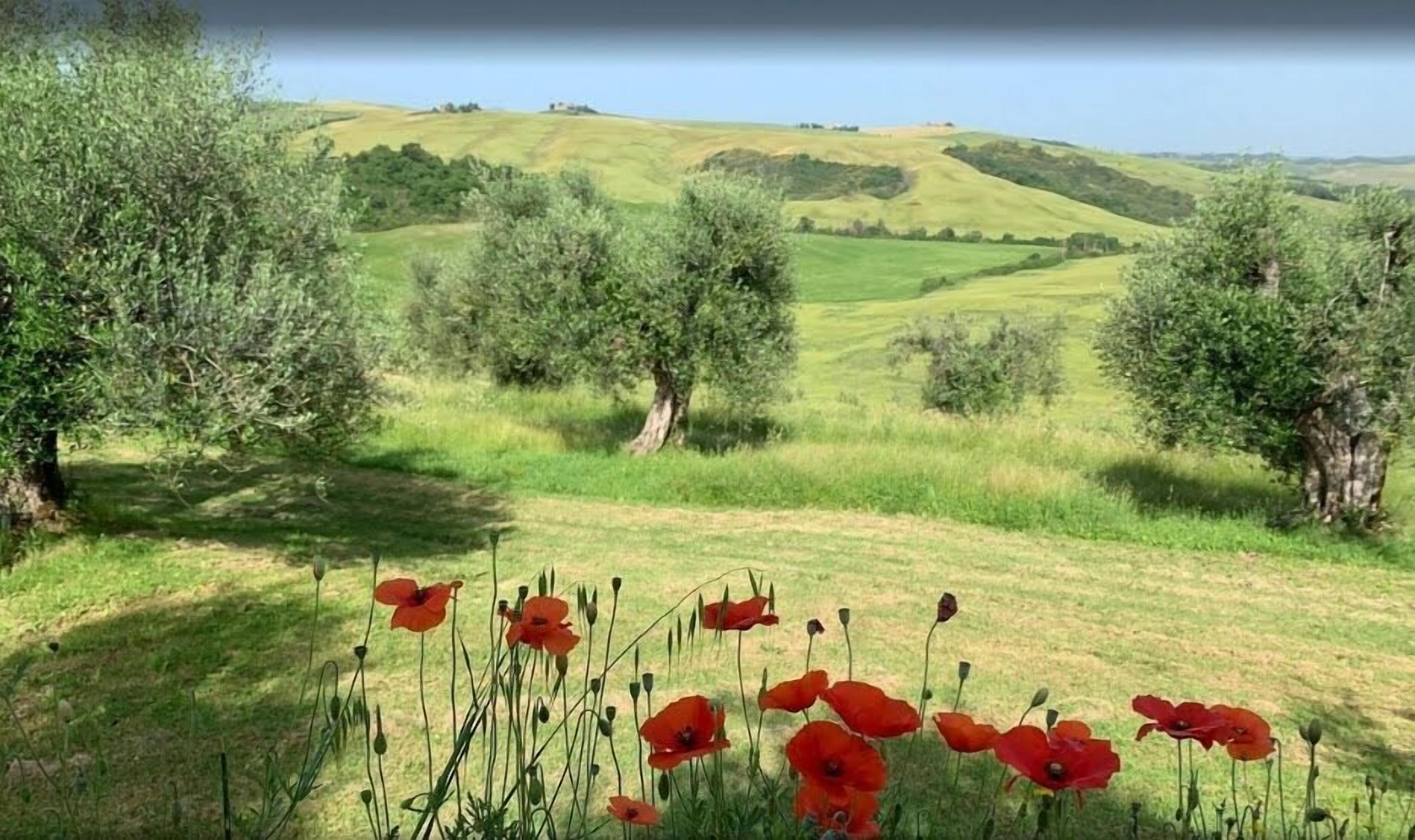 Un paisaje con colinas onduladas, olivos y amapolas rojas.