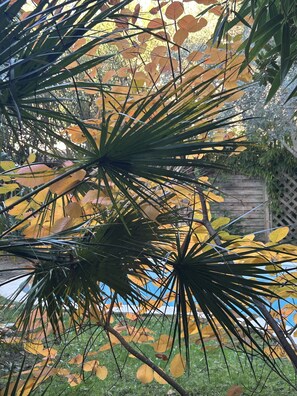 Property grounds - a garden in town - TOULOUSE house near metro (Toulouse)