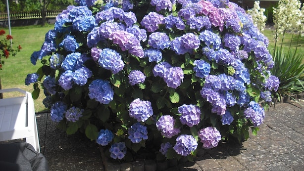 A garden with a large hydrangea bush in full bloom.