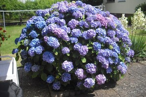 Ein Garten mit einem üppig blühenden Hortensienstrauch.