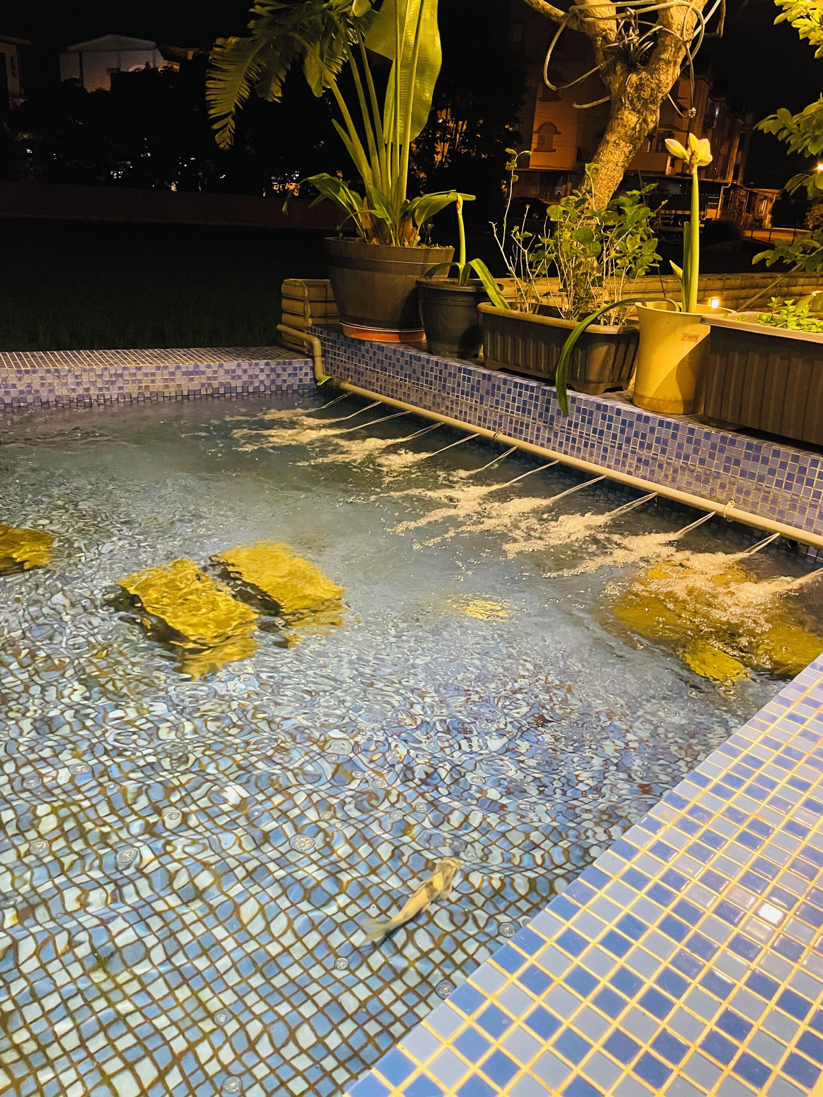 A swimming pool with mosaic tiles and plants around the edge.