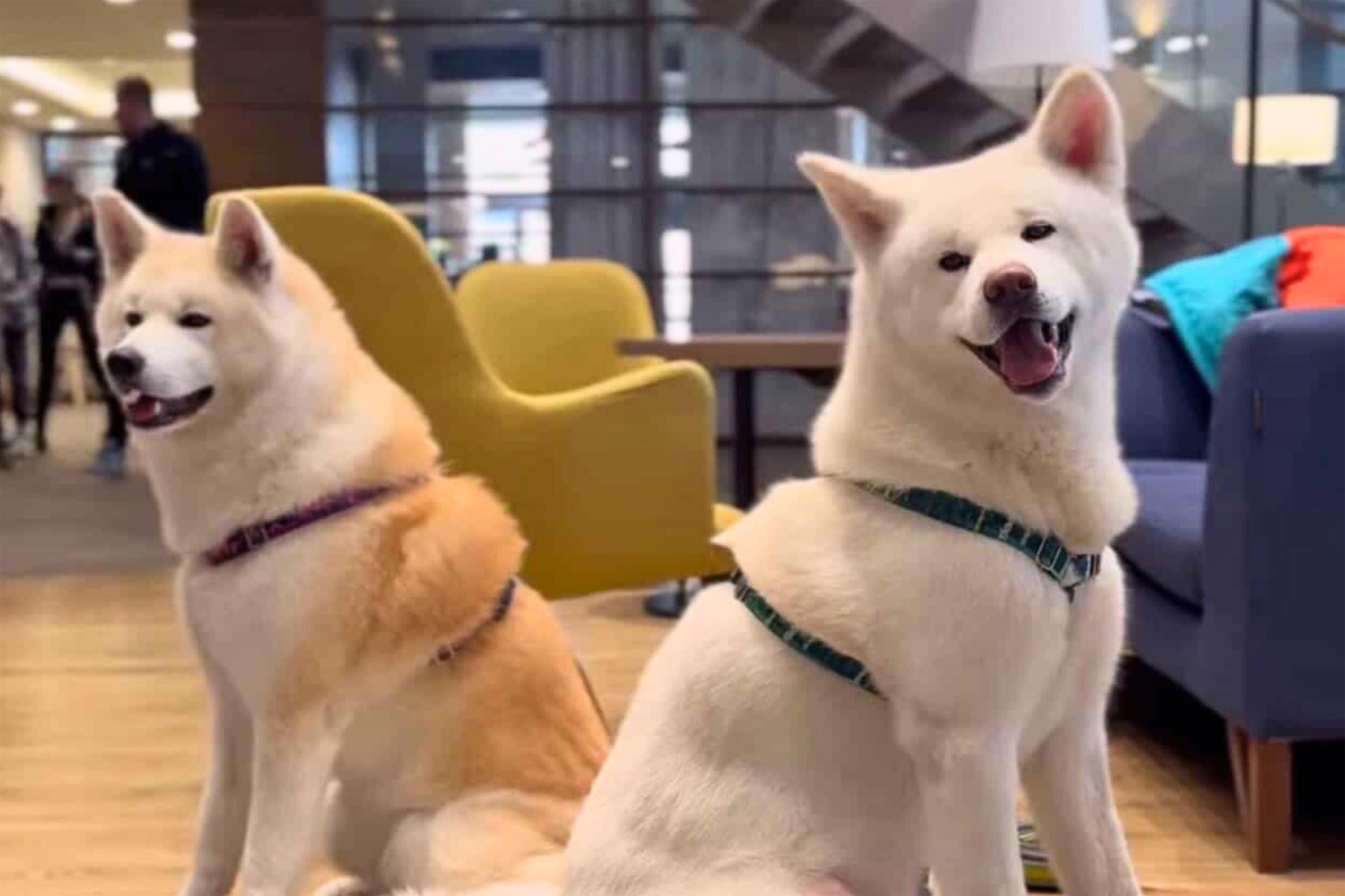 Two white dogs with harnesses sitting in an indoor area with chairs and tables.