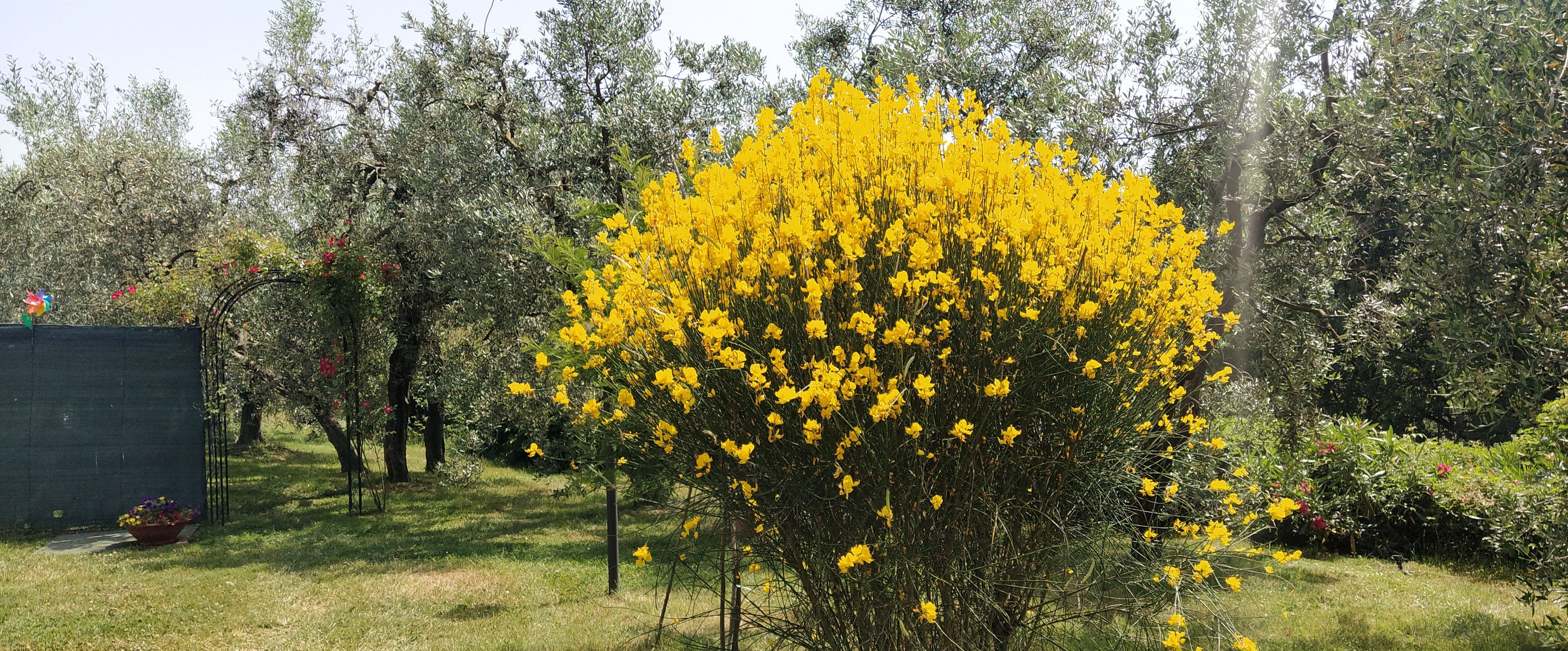 Un jardín con un llamativo árbol de flores amarillas.