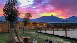 A fenced outdoor area with a wooden structure, a ladder, and two dogs.
