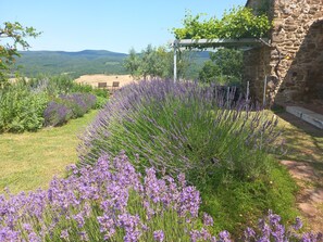 Property grounds - Charming farmhouse apartment with garden, pool and views (Casole d'Elsa)