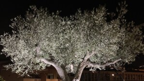 A tree with a unique, twisted trunk and a well-lit canopy, situated in a landscaped area with a paved path and buildings in the background. - Ste Maxime F3/65m², 2-7 pers, air-conditioned, garage, WiFi, swimming pool (Sainte-Maxime)