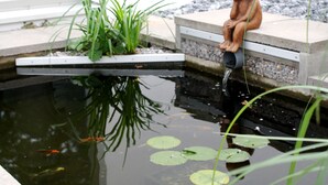 Un étang orné d’une statue de grenouille posée sur un socle, entouré de plantes et de nénuphars.