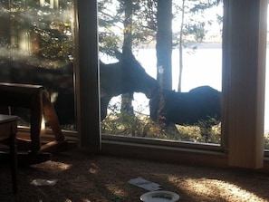 A room with a large window overlooking a forested area.
