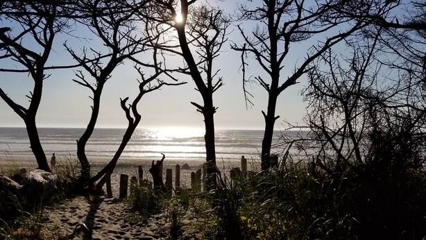 Escena de playa con árboles y el océano.
