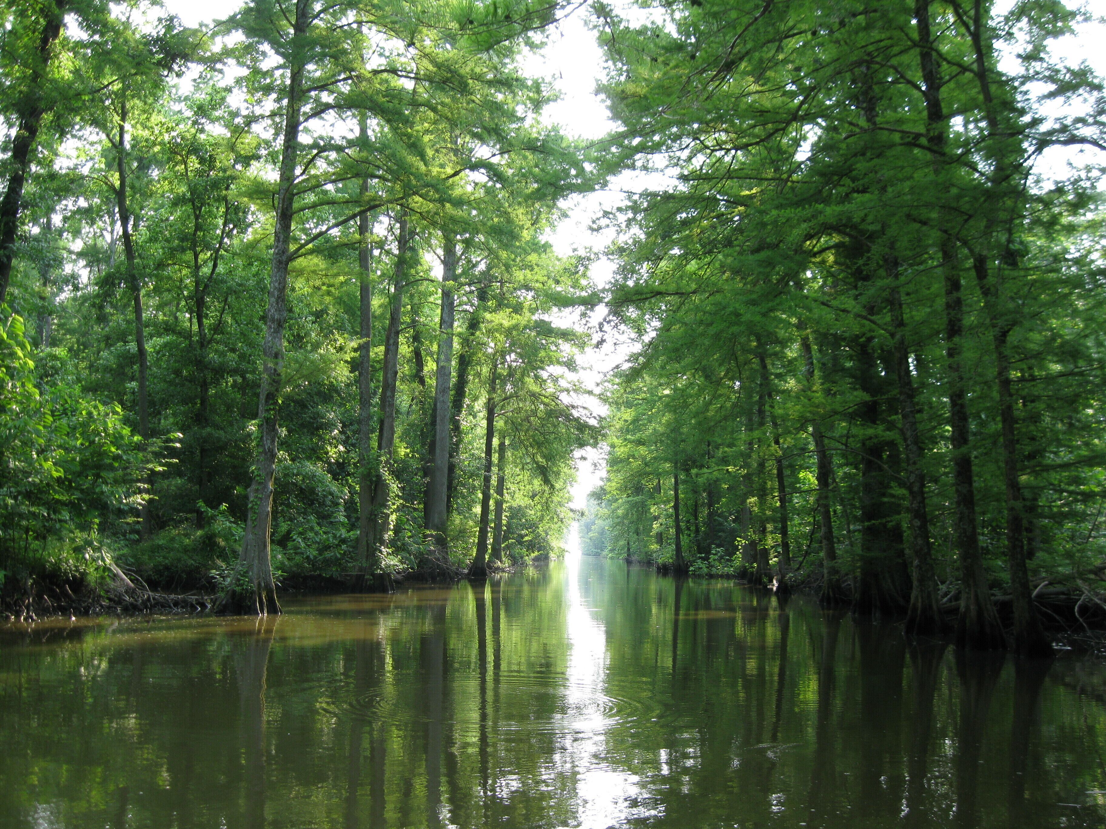 A serene forested river with tall trees and calm water.