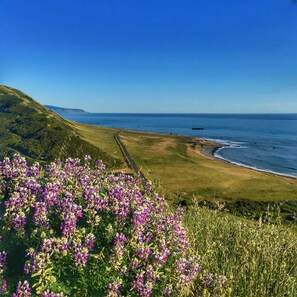 A coastal landscape with a grassy path leading to the sea, surrounded by purple flowers.