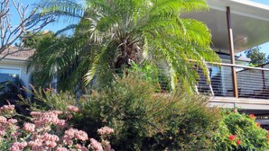 Eine Wohngegend mit einem Haus, einer Palme und verschiedenen Sträuchern.