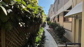 A narrow pathway flanked by dense foliage and a building with a flat facade and windows.