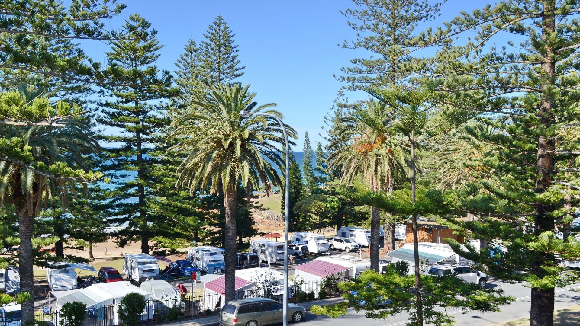 A campground with RVs and tents, surrounded by tall pine trees and palm trees, with a clear view of the ocean.