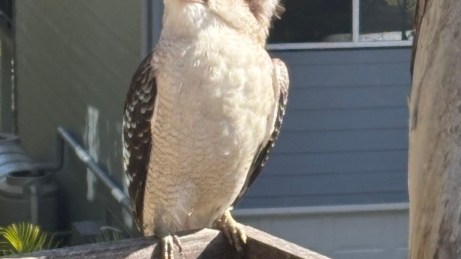 A bird perched on a wooden structure.
