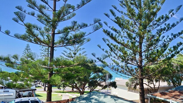 A residential area with pine trees, a clear blue sky, and a view of the sea.