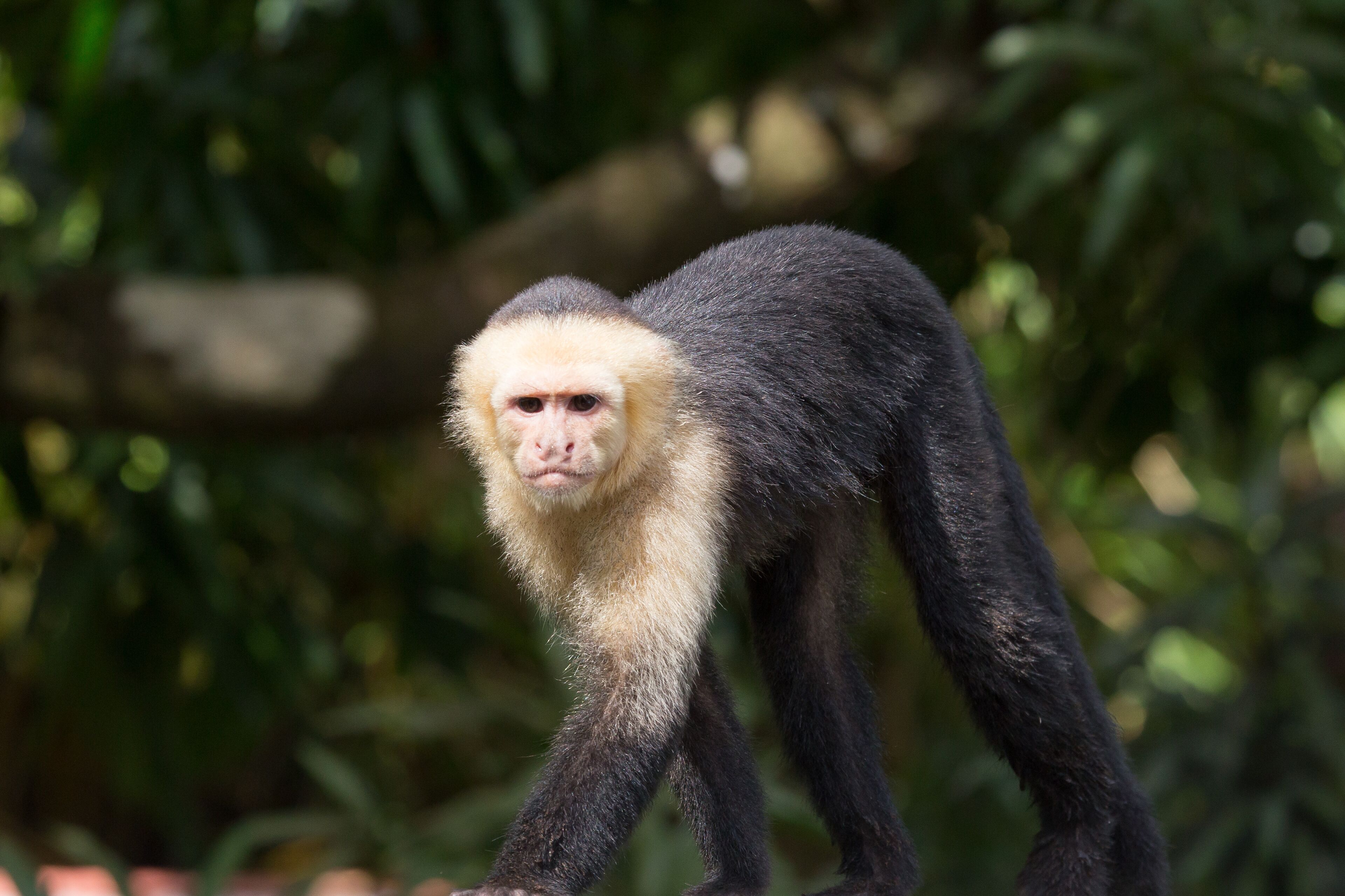 A monkey with dark fur and a lighter face, standing in a natural setting with greenery in the background.