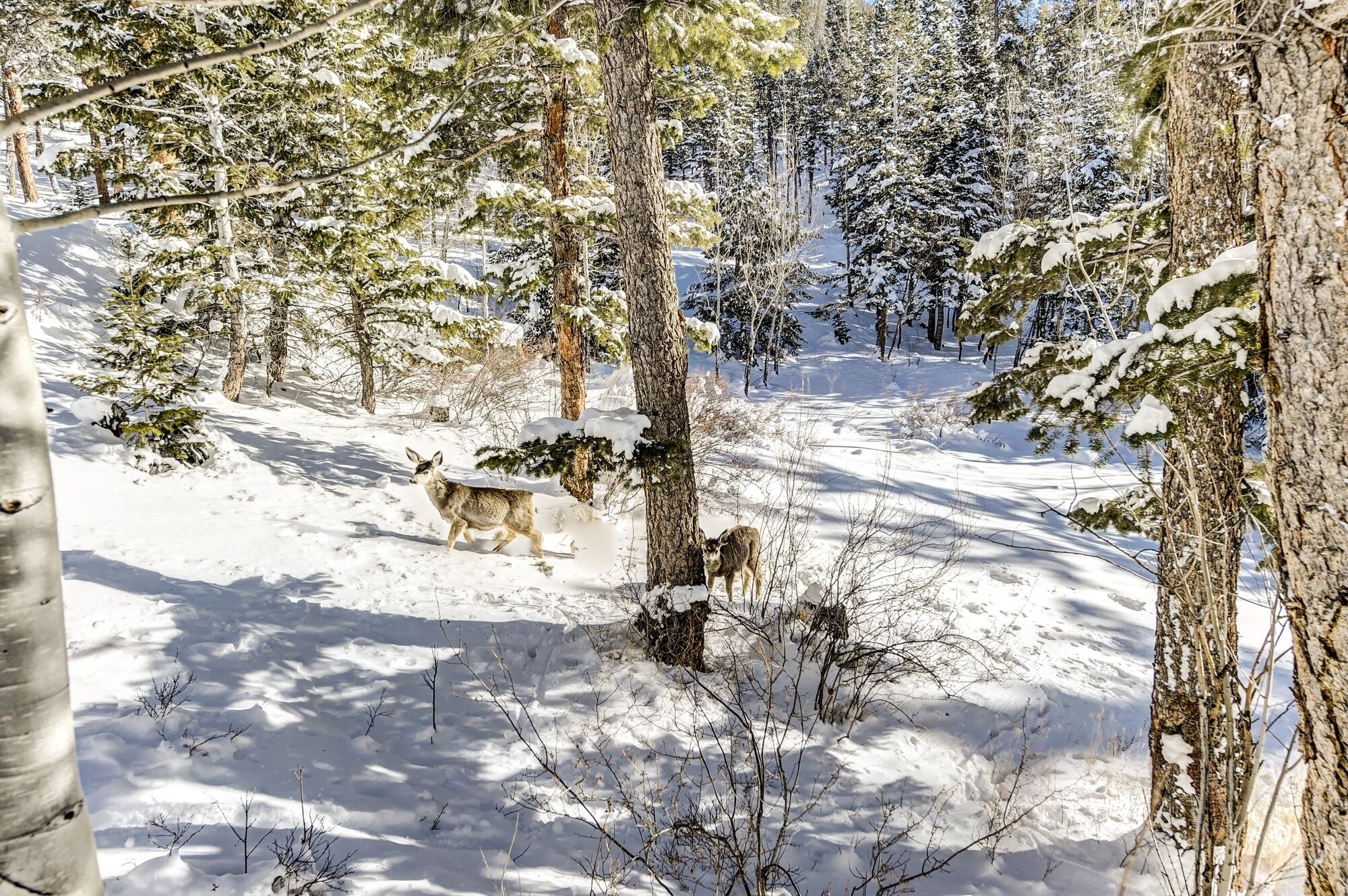 Une scène de forêt enneigée, avec un cerf au premier plan et un sentier qui serpente à travers les arbres.